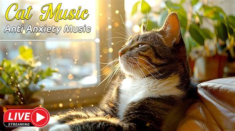 does music calm cats? the soothing effect of tunes on feline friends